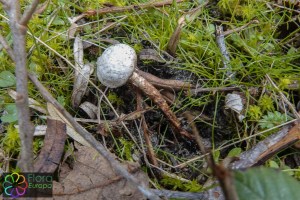 Tulostoma fimbriatum (6)_LR